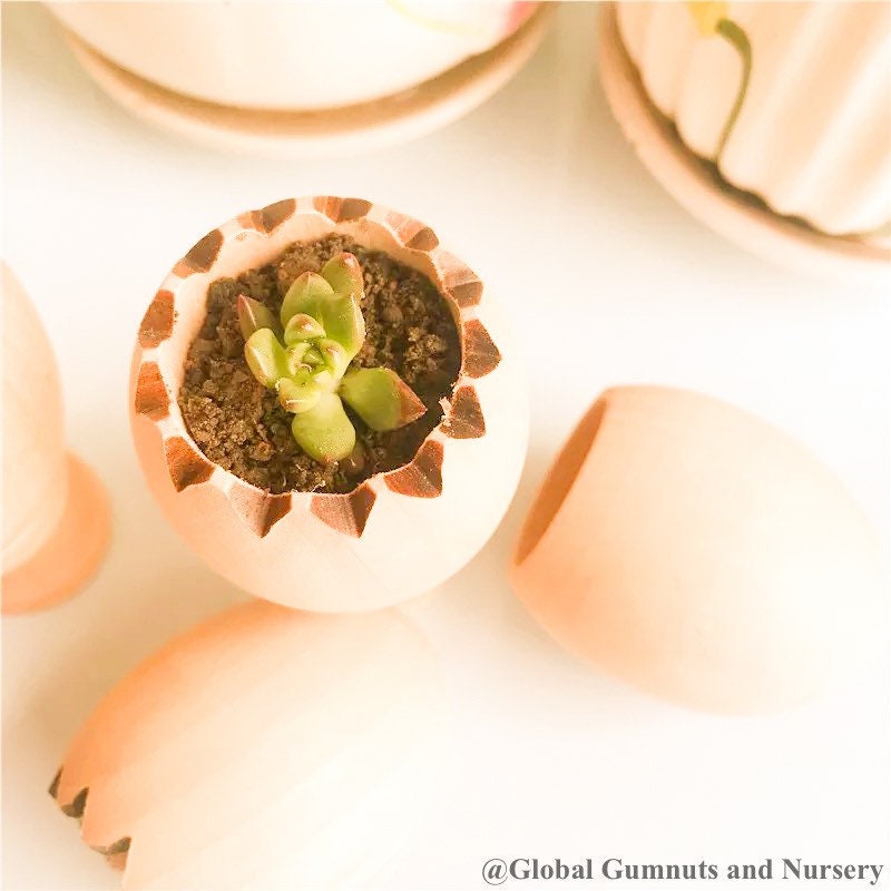 Succulent pot with stand (cracked egg design), a cute Easter gift or decor piece.

