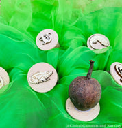 Reptile and Amphibian Gumnut Stamps: Set of 5 gumnut stamps featuring reptiles and amphibians, perfect for sensory play or nature-themed crafts.