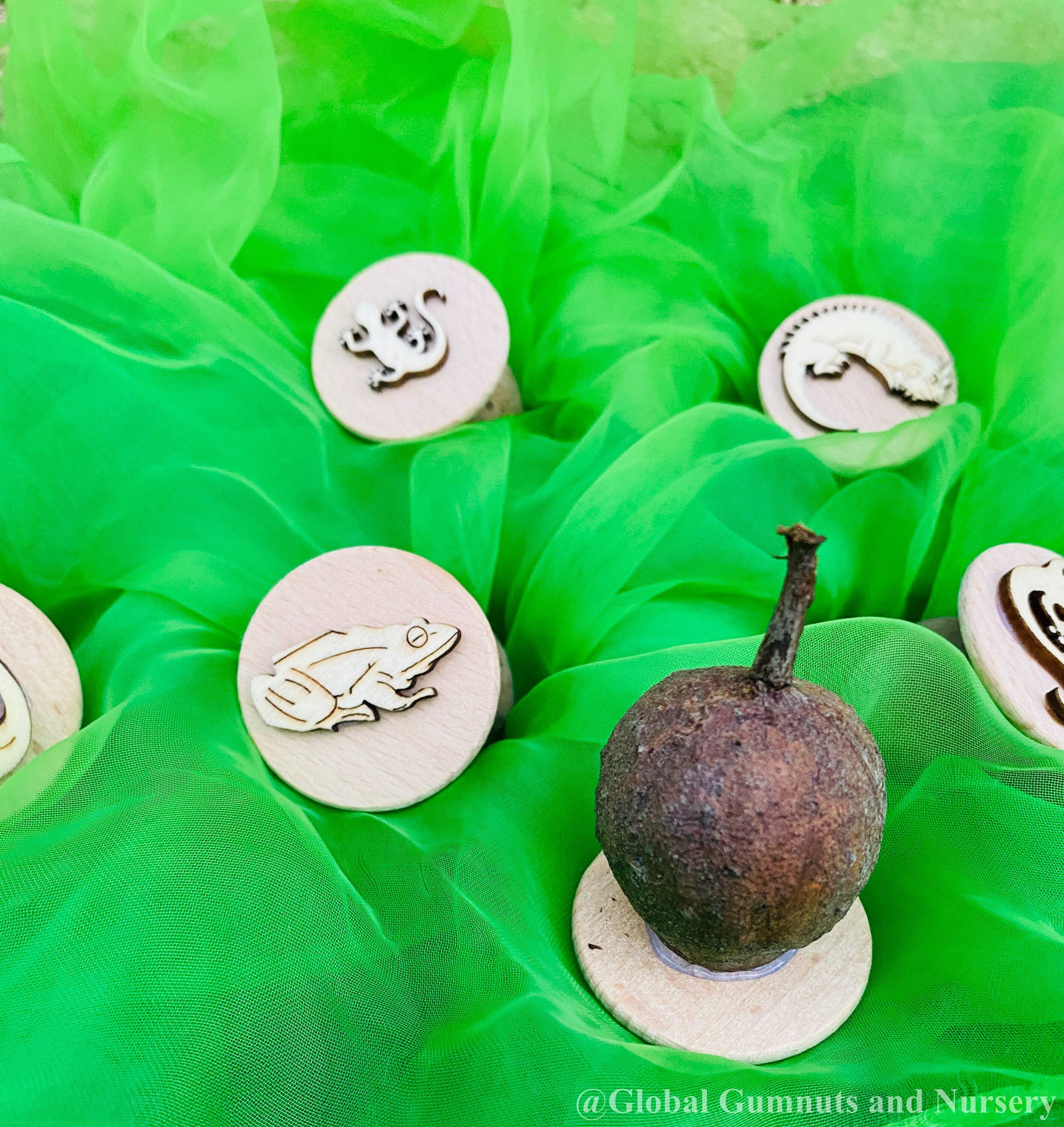 Reptile and Amphibian Gumnut Stamps: Set of 5 gumnut stamps featuring reptiles and amphibians, perfect for sensory play or nature-themed crafts.