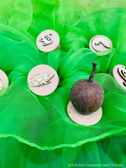 Reptile and Amphibian Gumnut Stamps: Set of 5 gumnut stamps featuring reptiles and amphibians, perfect for sensory play or nature-themed crafts.