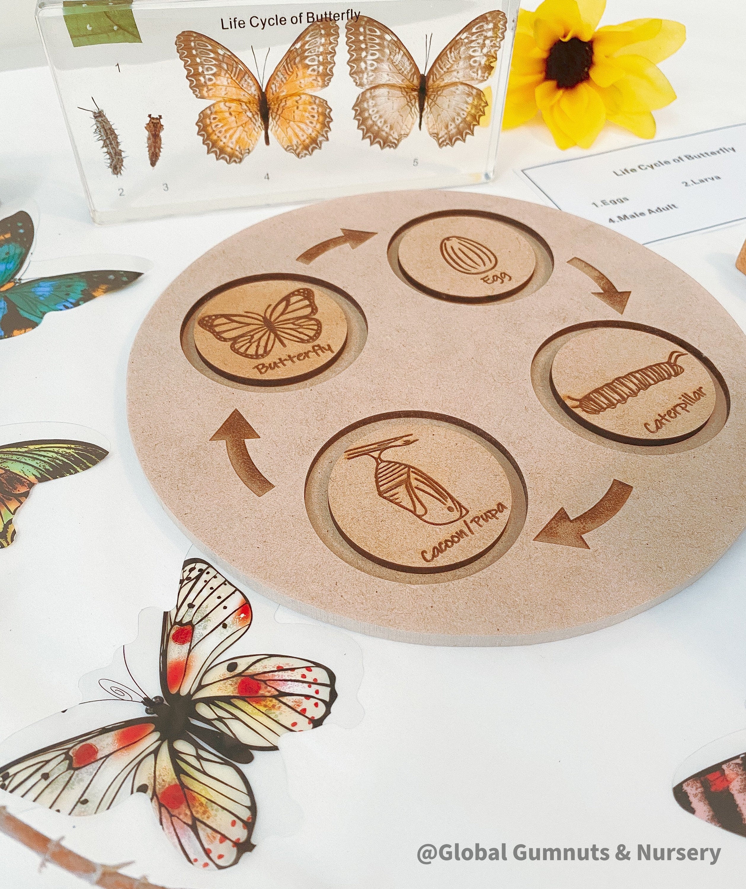 Butterfly Life Cycle Round Puzzle: Montessori-inspired puzzle illustrating the butterfly’s life stages.