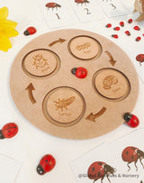 Conjunto de ciclo de vida de la mariquita