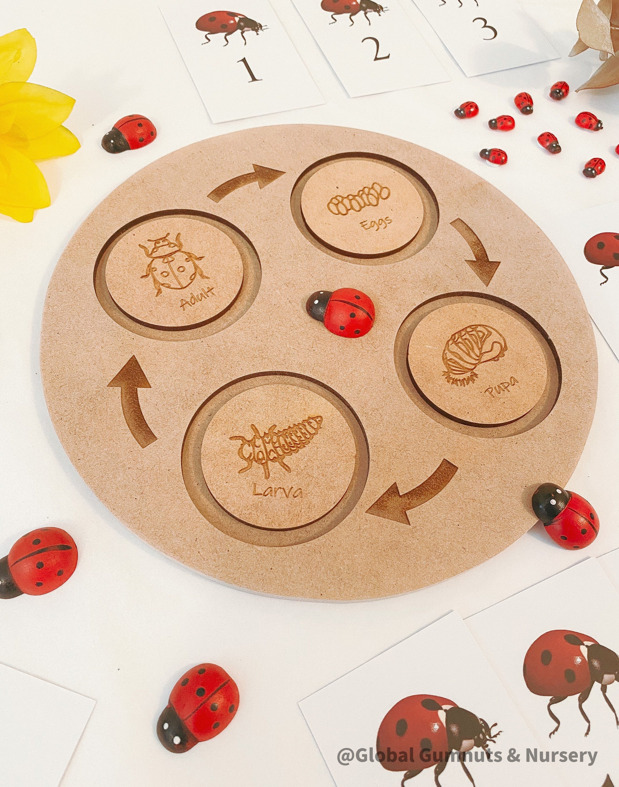 Ladybug Life Cycle Set: Wooden display with board and discs illustrating the life cycle of a ladybird.