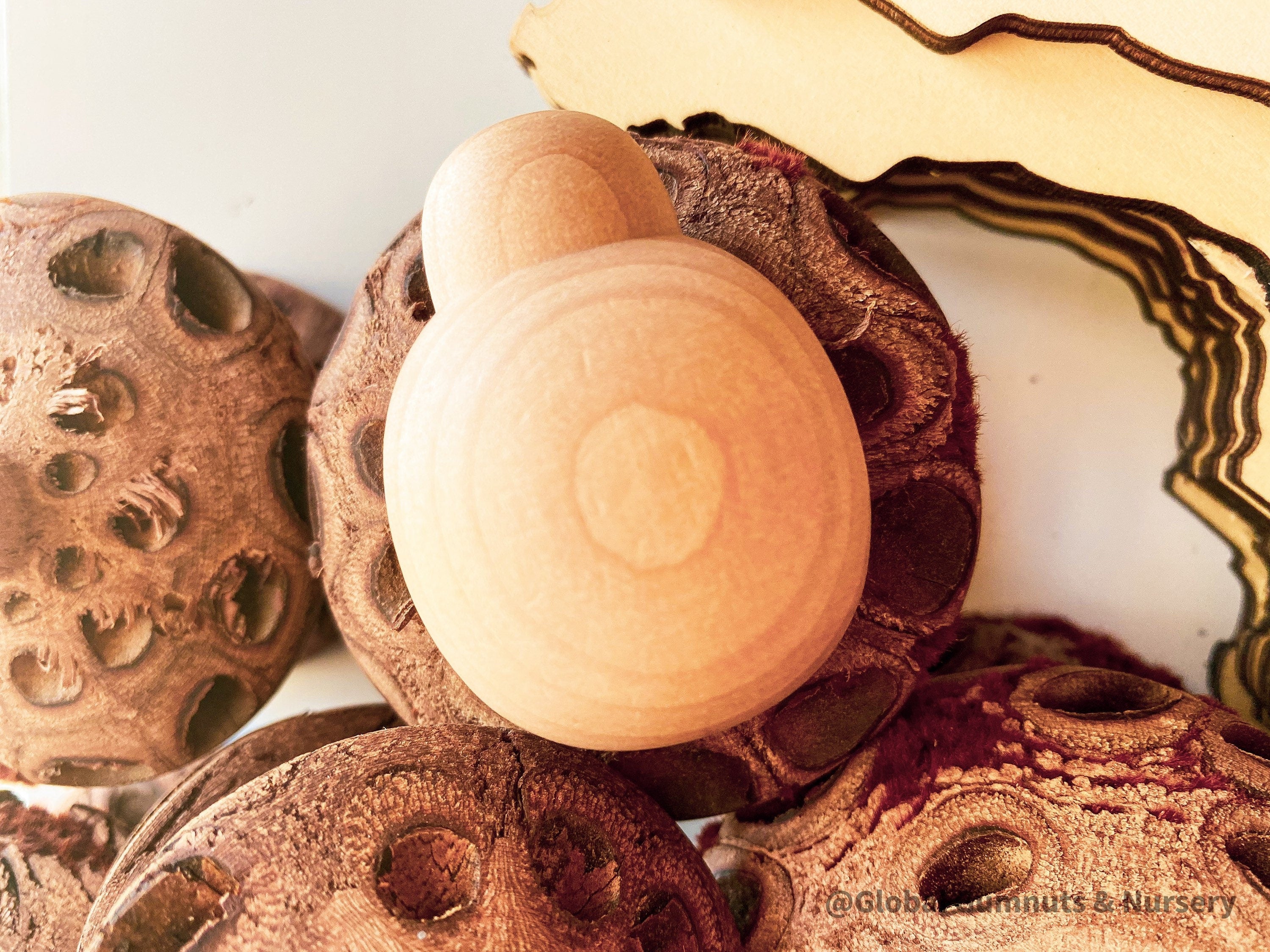 Plain handmade wooden beetles, perfect for creative play, bug-themed crafts, or natural exploration.
