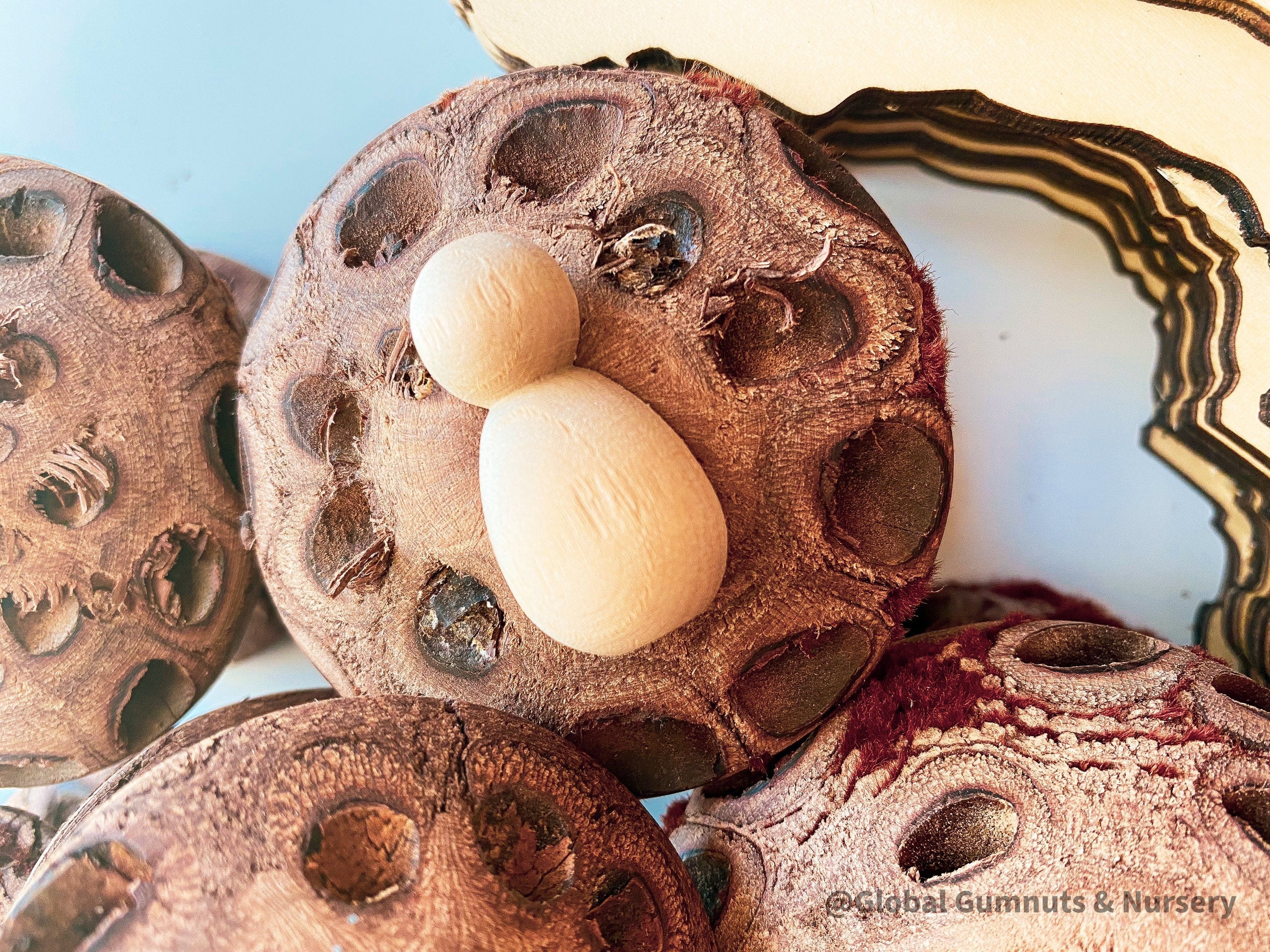 Plain handmade wooden beetles, perfect for creative play, bug-themed crafts, or natural exploration.
