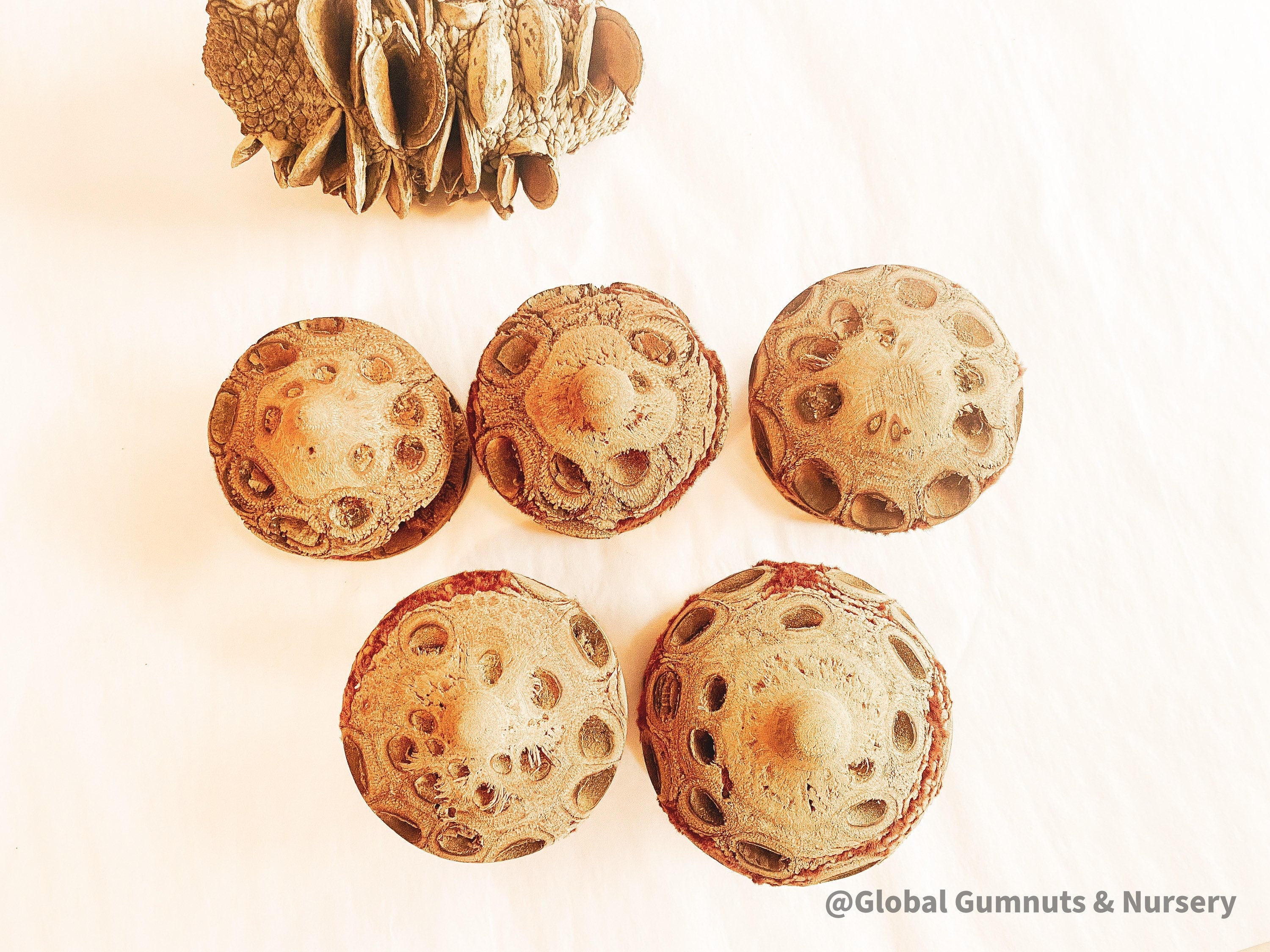 Banksia Mushrooms: Handmade decor inspired by banksia trees or mushrooms.