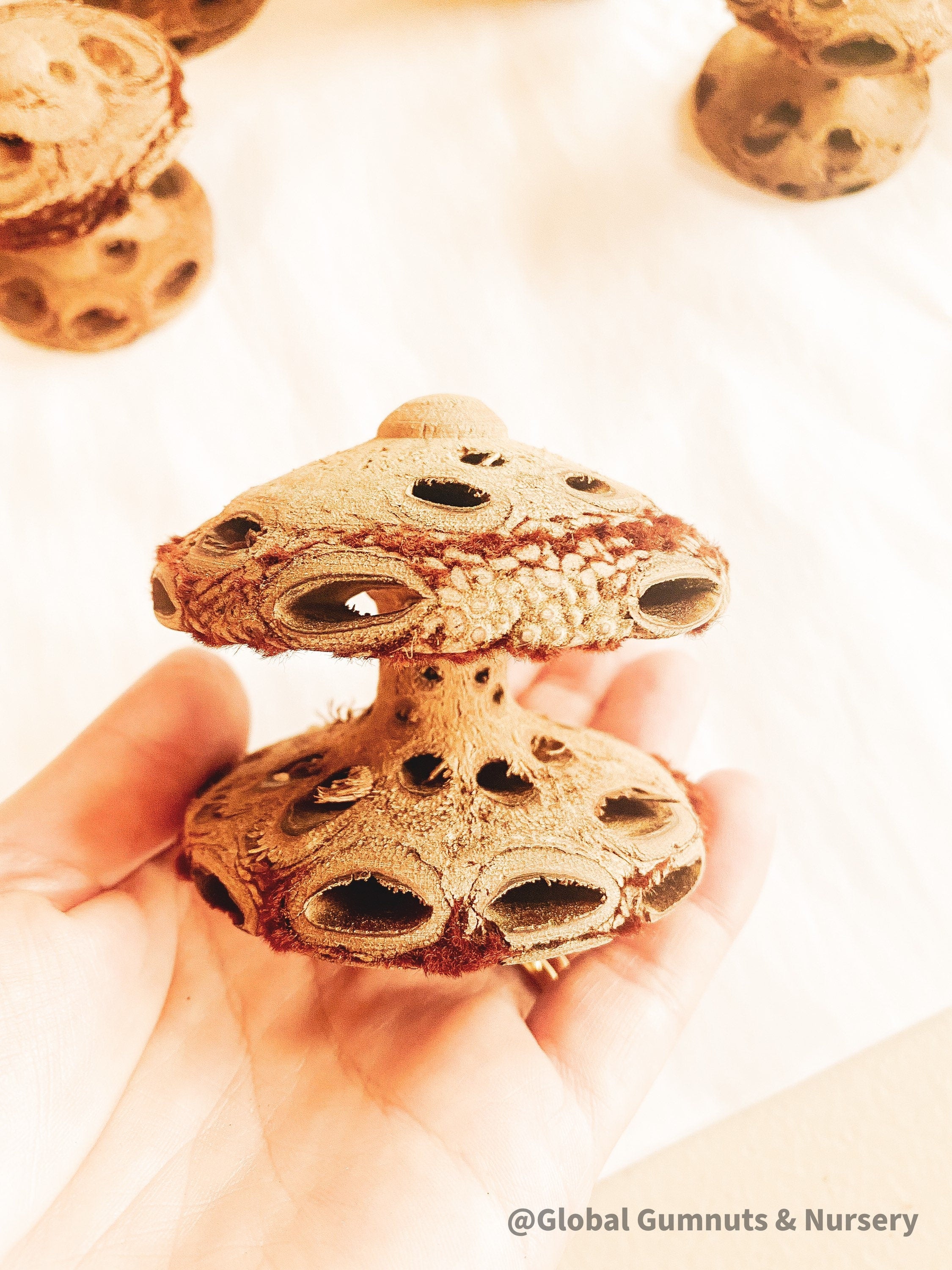 Banksia Mushrooms: Handmade decor inspired by banksia trees or mushrooms.