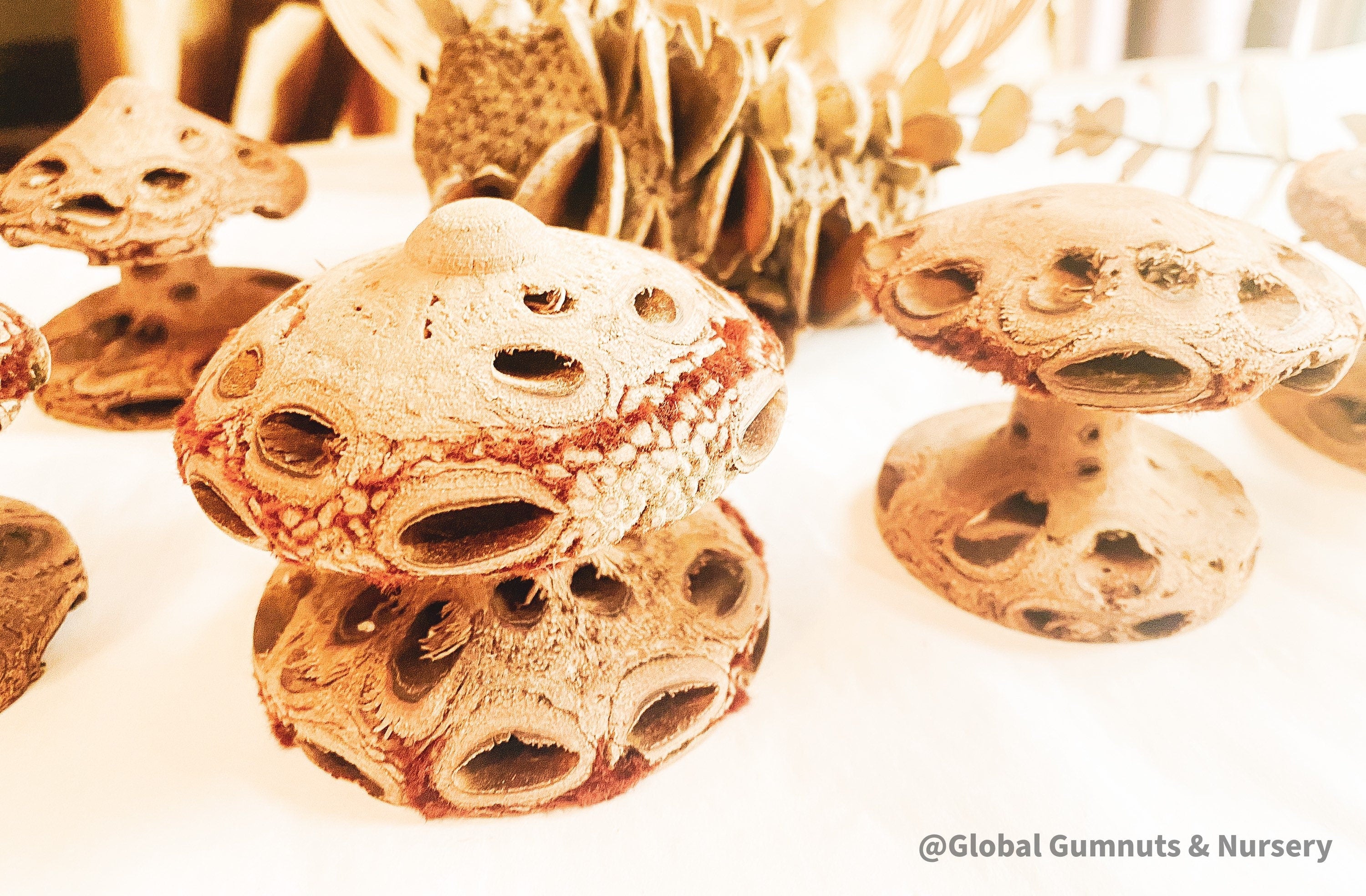 Banksia Mushrooms: Handmade decor inspired by banksia trees or mushrooms.