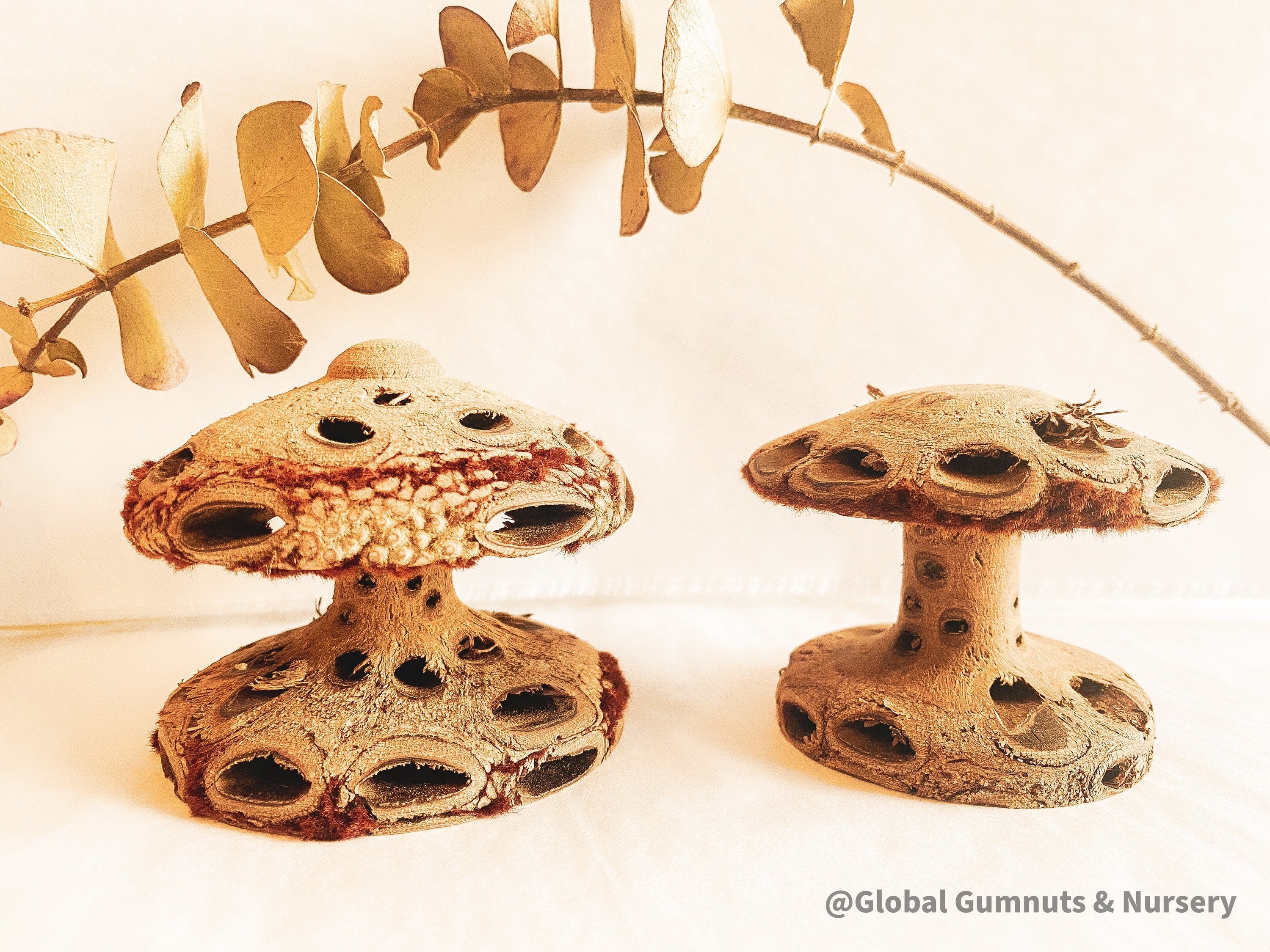 Banksia Mushrooms: Handmade decor inspired by banksia trees or mushrooms.