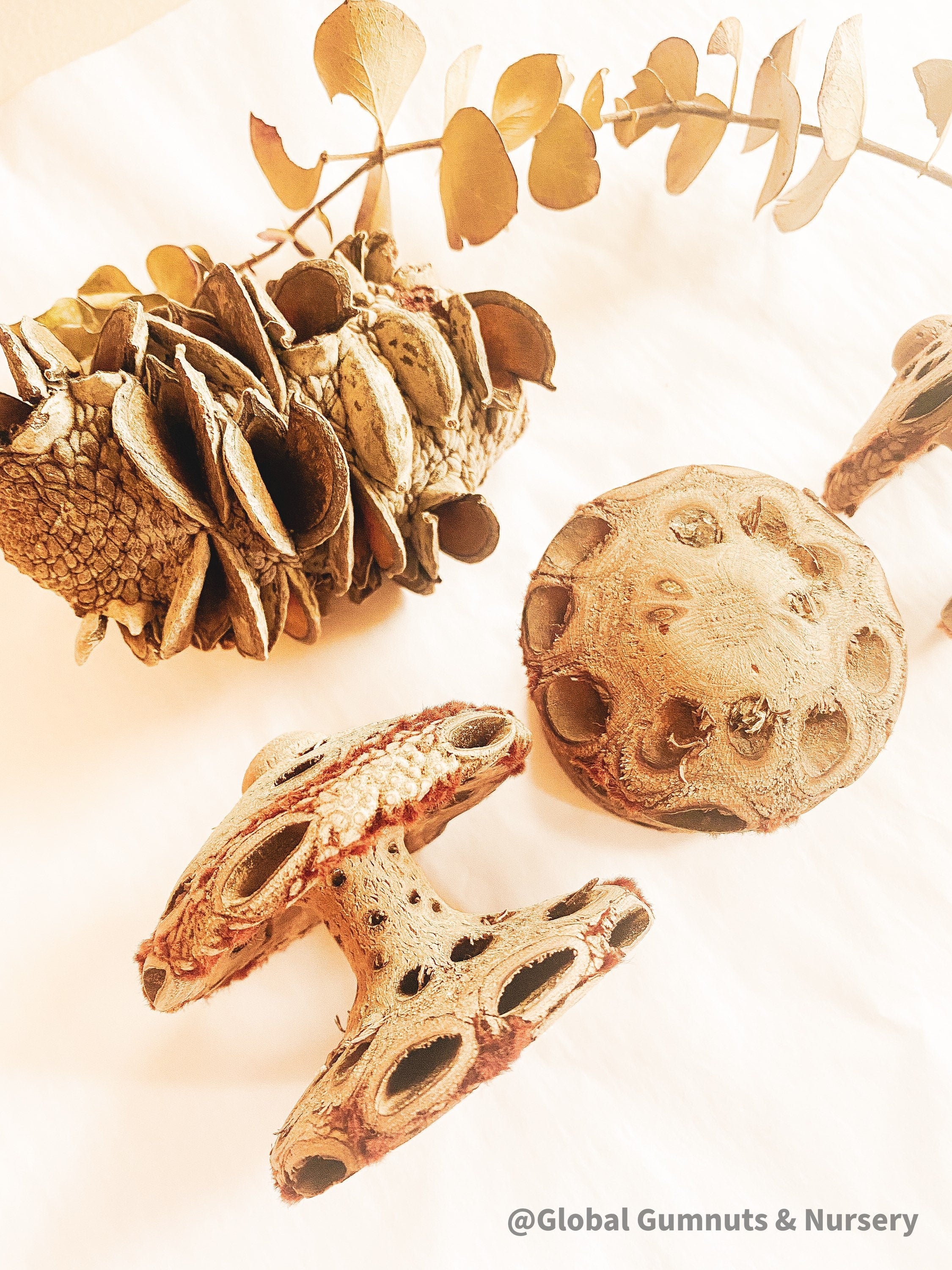 Banksia Mushrooms: Handmade decor inspired by banksia trees or mushrooms.
