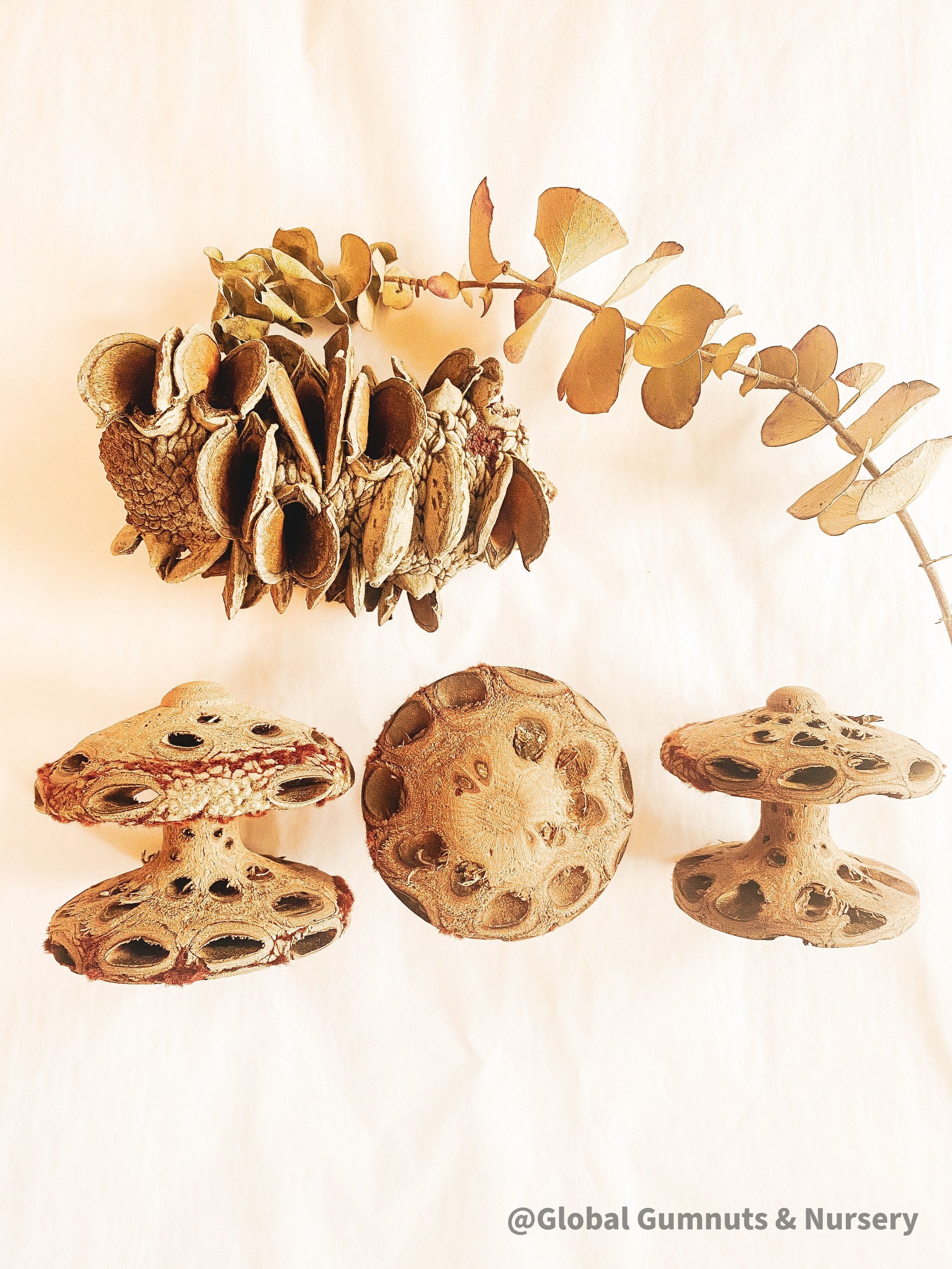 Banksia Mushrooms: Handmade decor inspired by banksia trees or mushrooms.
