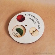 Apple Tree Life Cycle Wheel: Educational wooden spinner dial illustrating the life cycle of an apple tree, for nature and gardening learning.