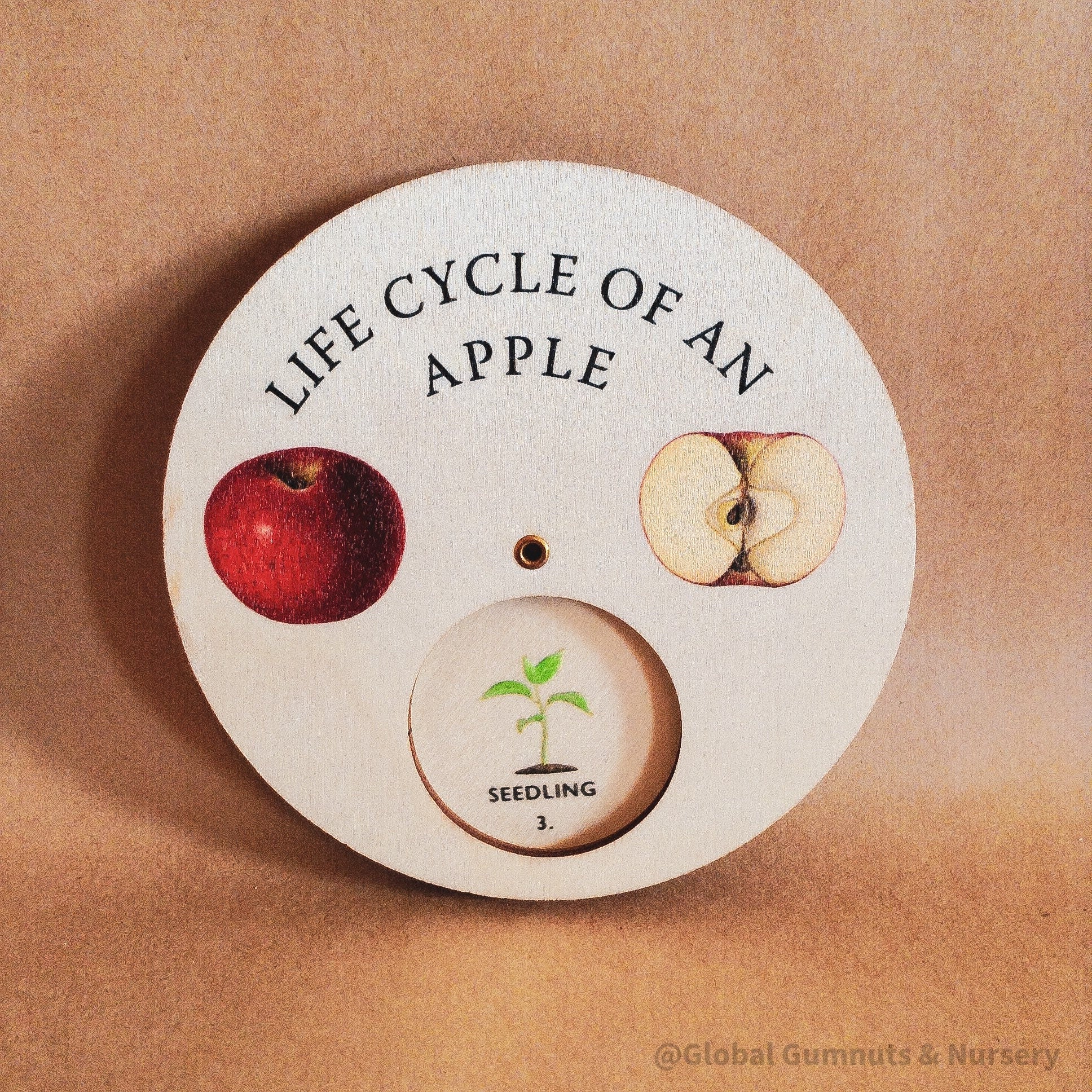 Apple Tree Life Cycle Wheel: Educational wooden spinner dial illustrating the life cycle of an apple tree, for nature and gardening learning.