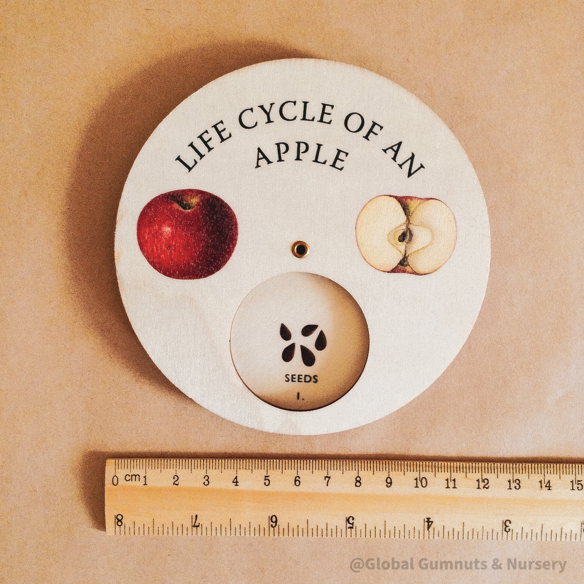 apple tree life cycle wheel: educational wooden spinner dial illustrating the life cycle of an apple tree, for nature and gardening learning.