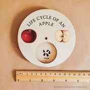Apple Tree Life Cycle Wheel: Educational wooden spinner dial illustrating the life cycle of an apple tree, for nature and gardening learning.