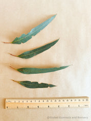Small Gum leaves: Mini eucalyptus leaves for sensory and decorative use.