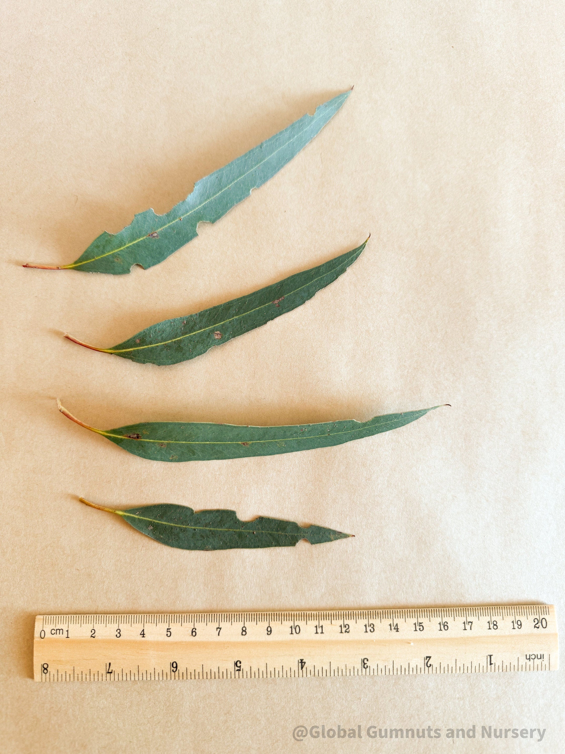 Small Gum leaves: Mini eucalyptus leaves for sensory and decorative use.