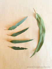 Small Gum leaves: Mini eucalyptus leaves for sensory and decorative use.