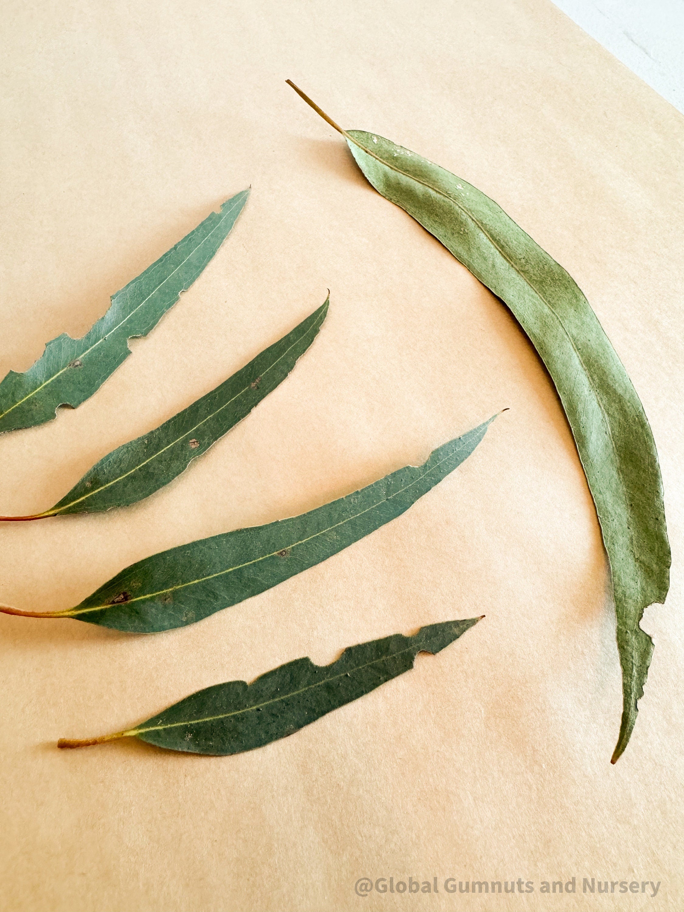 Small Gum leaves: Mini eucalyptus leaves for sensory and decorative use.