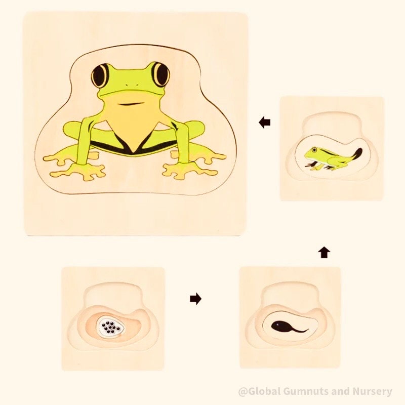 Montessori frog life cycle puzzle, an educational toy for exploring nature and life sciences.