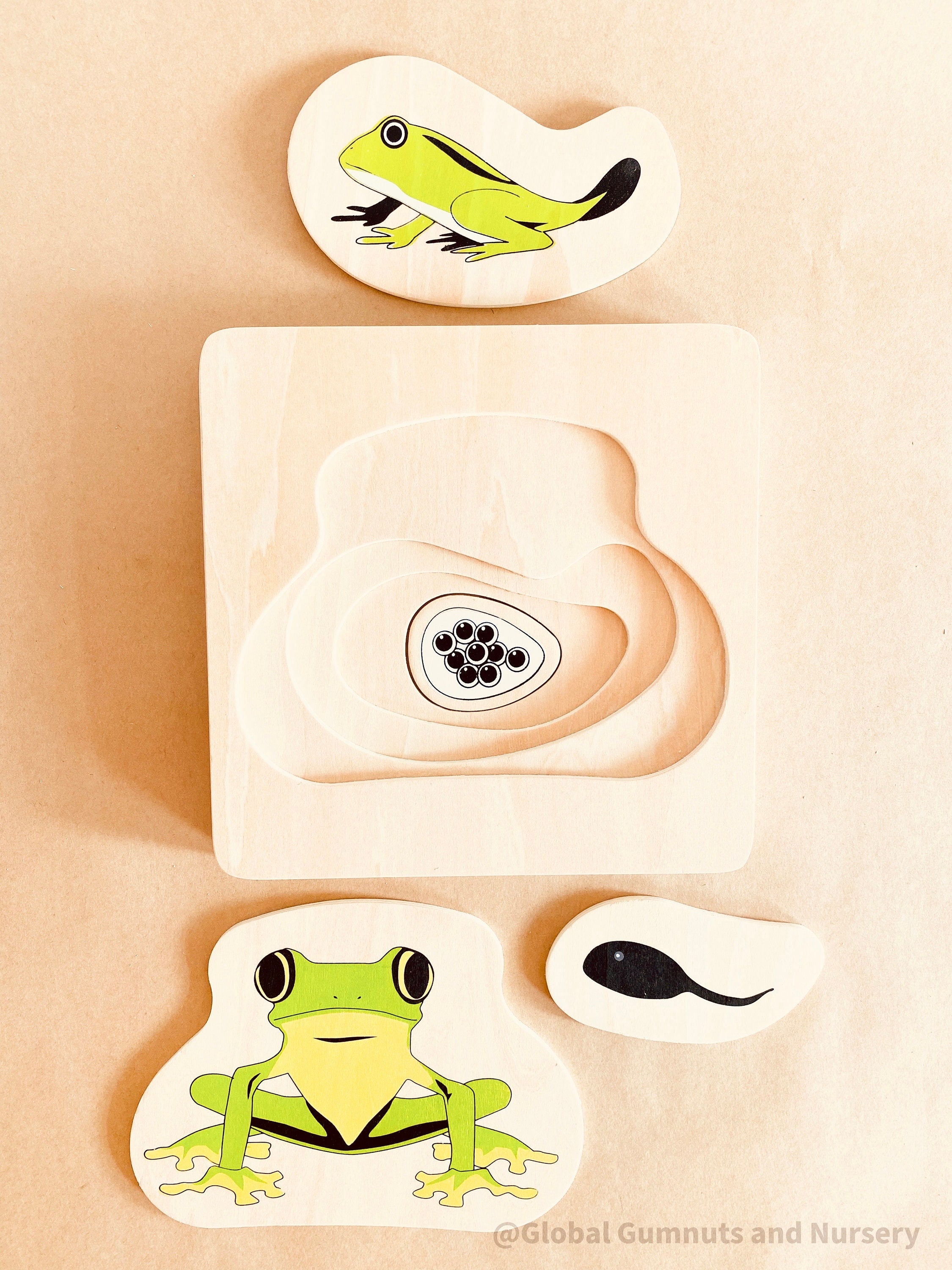 Montessori frog life cycle puzzle, an educational toy for exploring nature and life sciences.