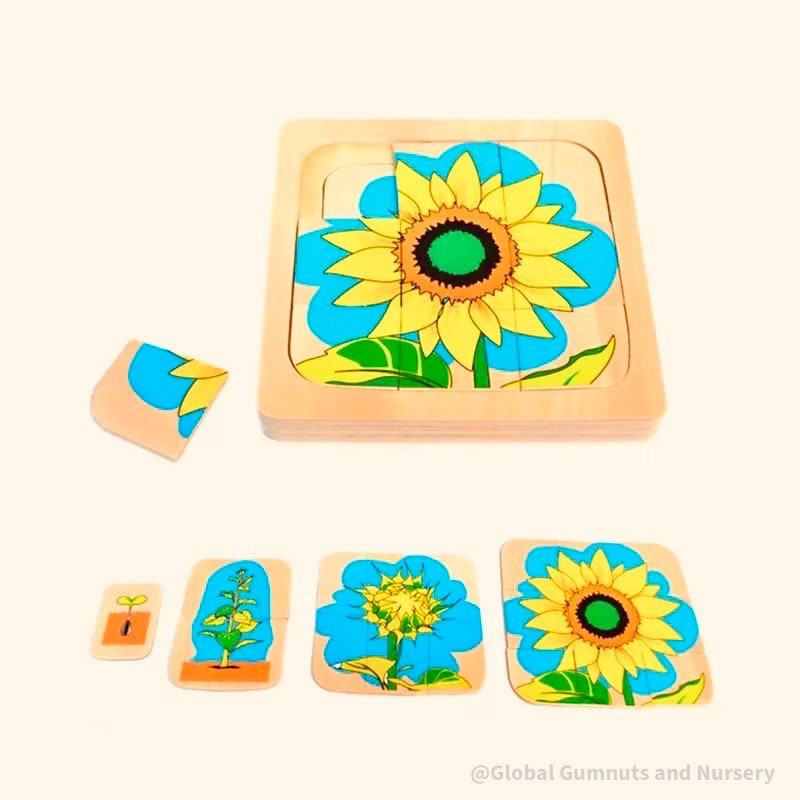 Sunflower life cycle puzzle, Montessori-style educational tool.