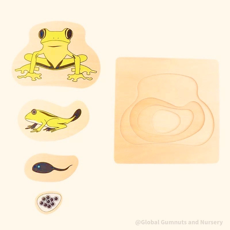 Montessori frog life cycle puzzle, an educational toy for exploring nature and life sciences.
