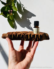 Essential Oil Banksia Stand: Elegant banksia wood stand designed to hold essential oils, adding a natural touch to any room or display.