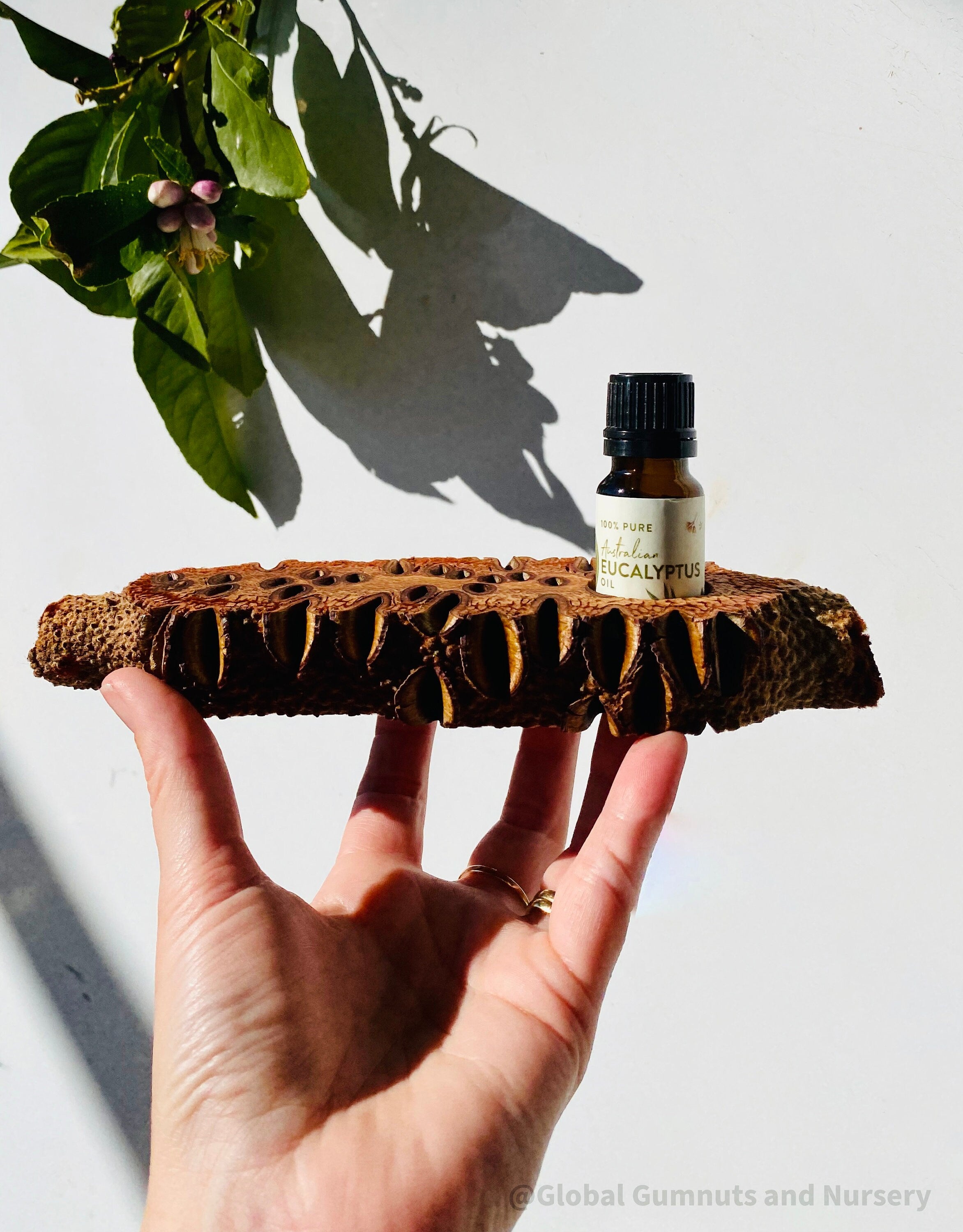 Essential Oil Banksia Stand: Elegant banksia wood stand designed to hold essential oils, adding a natural touch to any room or display.