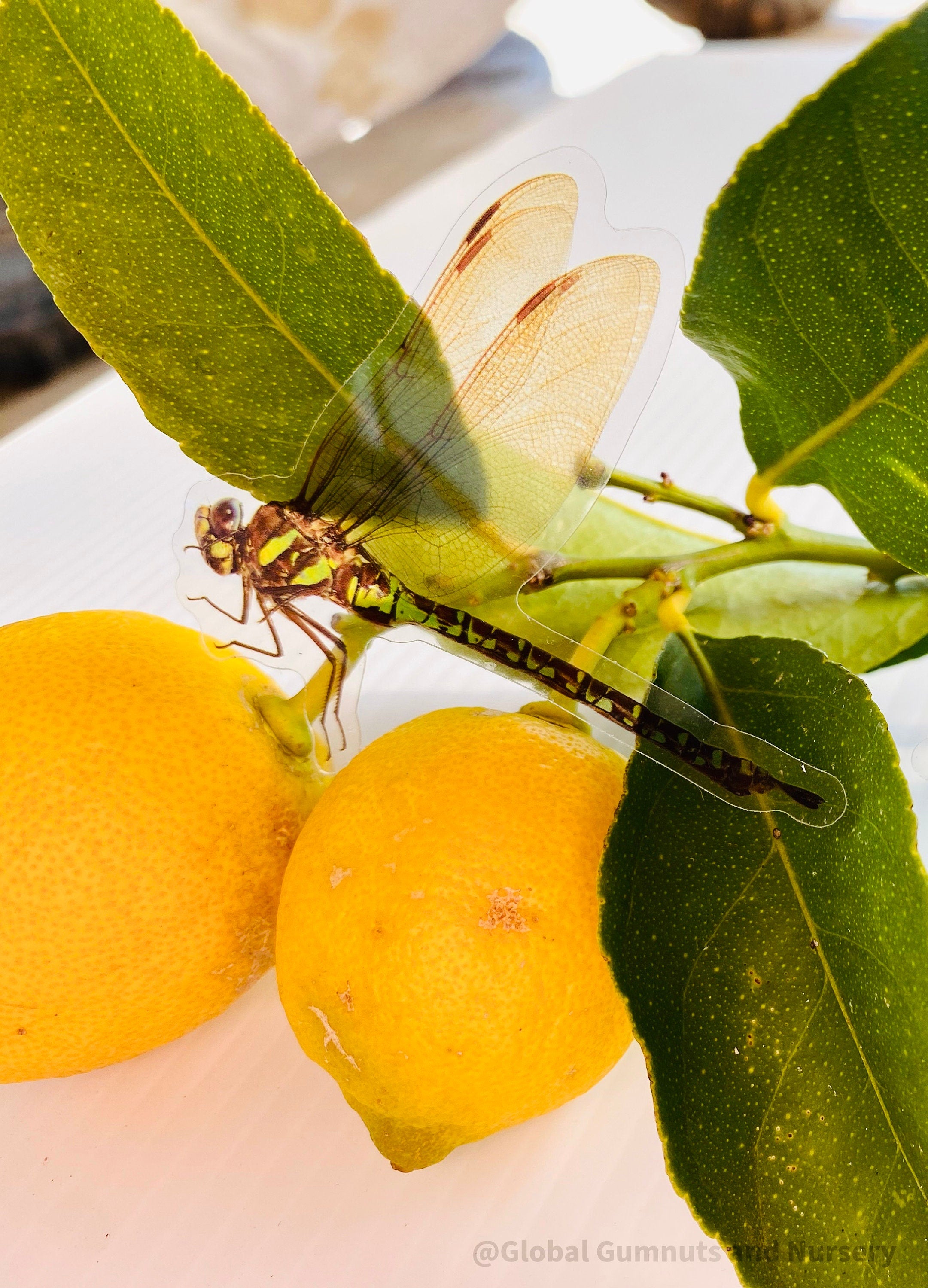 Amazing Dragonflies: Set of 10 flat dragonfly decorations.