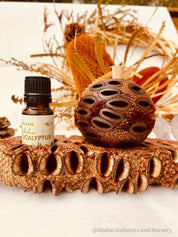 Small Banksia Essential Oil Diffuser: Compact banksia oil diffuser, perfect for filling small spaces with eucalyptus fragrance or natural aromas.