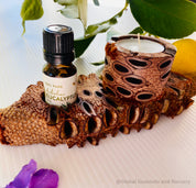 Essential Oil Banksia Stand: Elegant banksia wood stand designed to hold essential oils, adding a natural touch to any room or display.