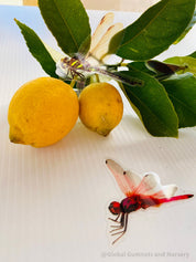Amazing Dragonflies: Set of 10 flat dragonfly decorations.