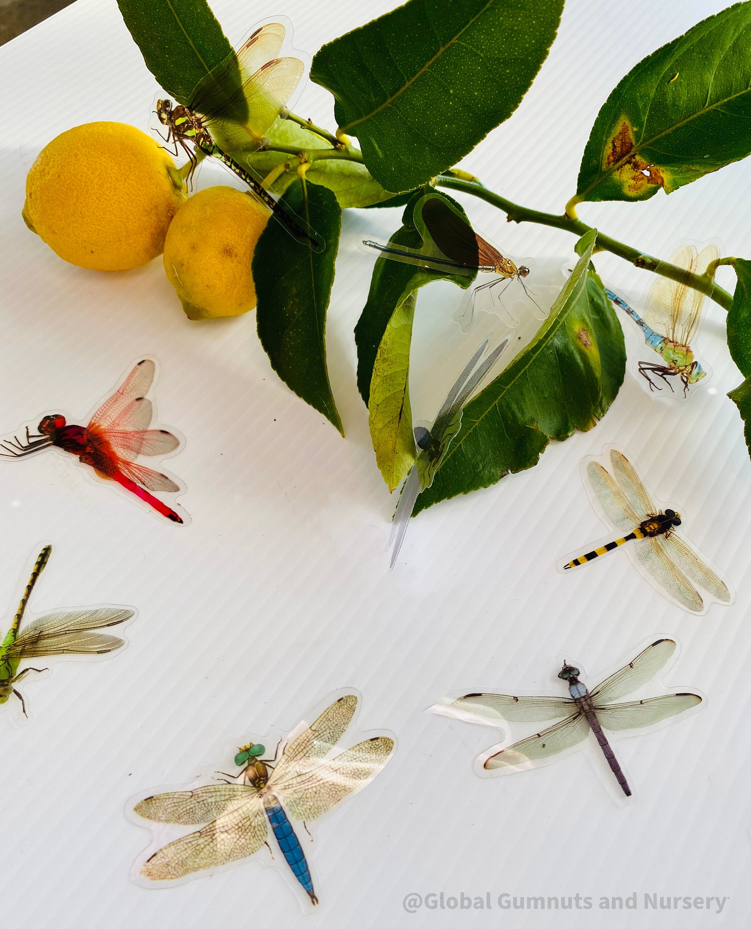 Amazing Dragonflies: Set of 10 flat dragonfly decorations.