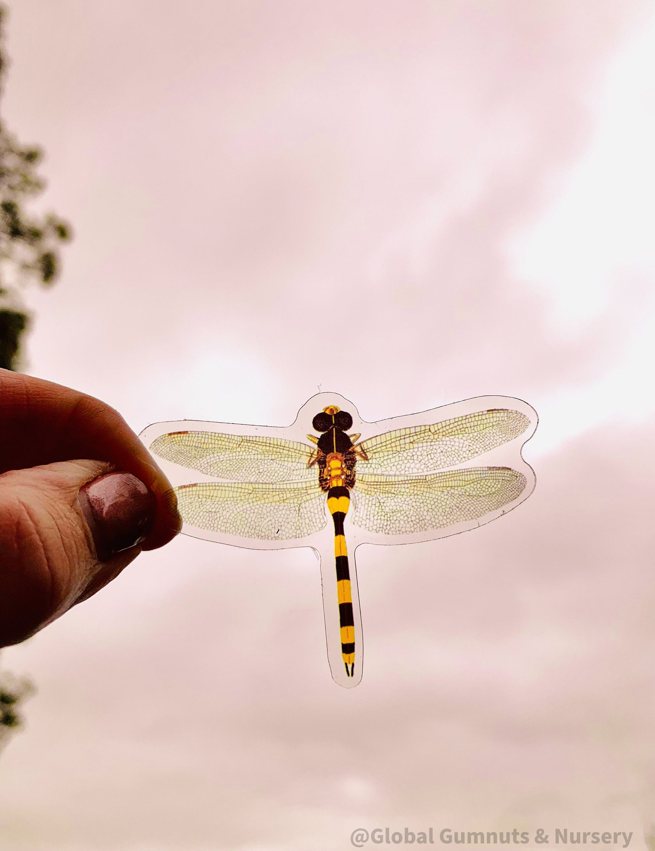 Amazing Dragonflies: Set of 10 flat dragonfly decorations.