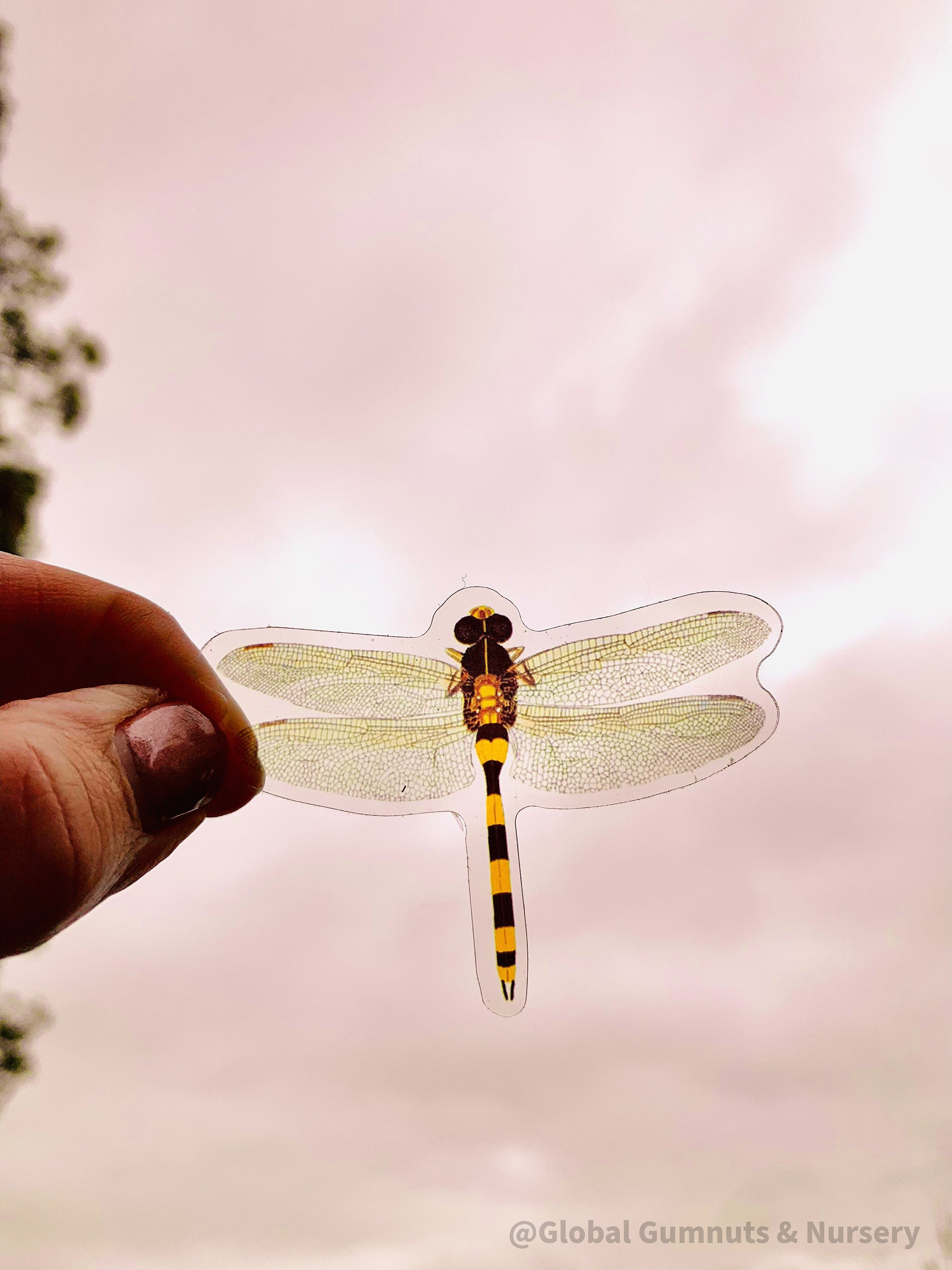 Amazing Dragonflies: Set of 10 flat dragonfly decorations.