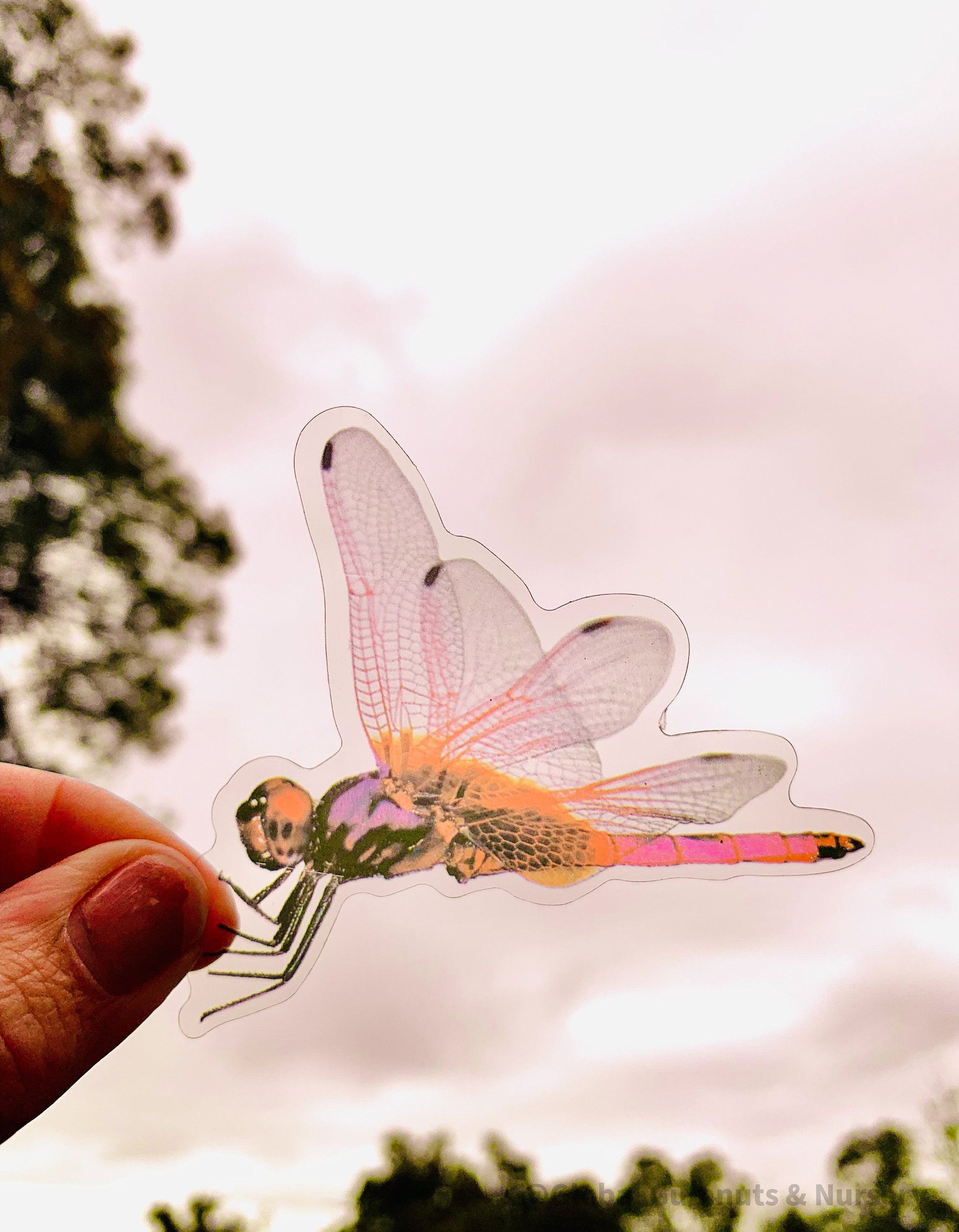 Amazing Dragonflies: Set of 10 flat dragonfly decorations.