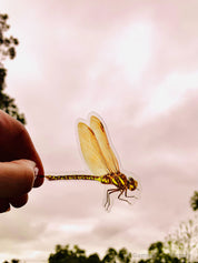 Amazing Dragonflies: Set of 10 flat dragonfly decorations.