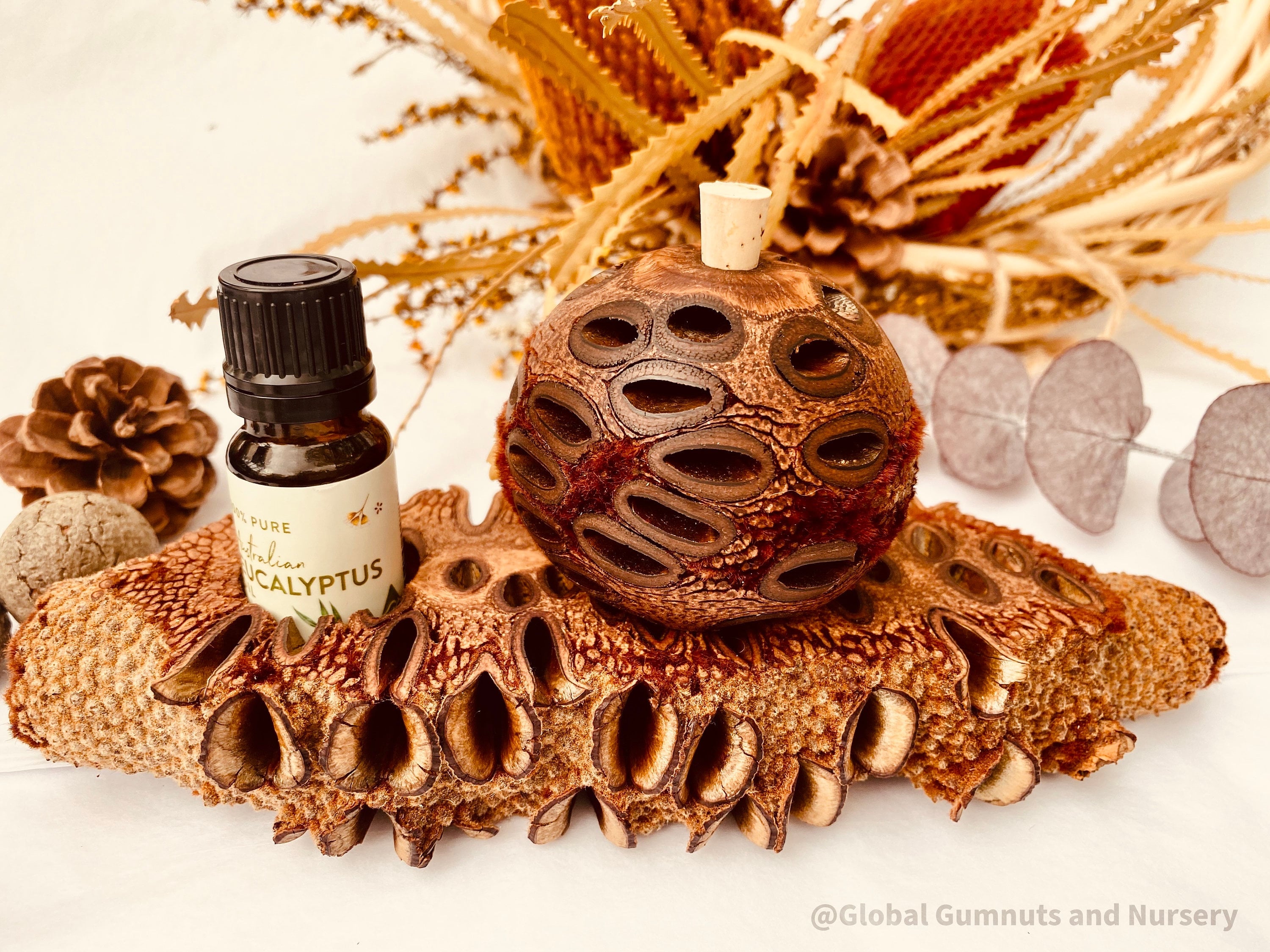 Small Banksia Essential Oil Diffuser: Compact banksia oil diffuser, perfect for filling small spaces with eucalyptus fragrance or natural aromas.