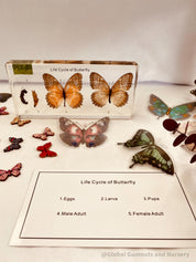 Butterfly Life Cycle Specimen: Resin specimen showing butterfly stages for educational display.