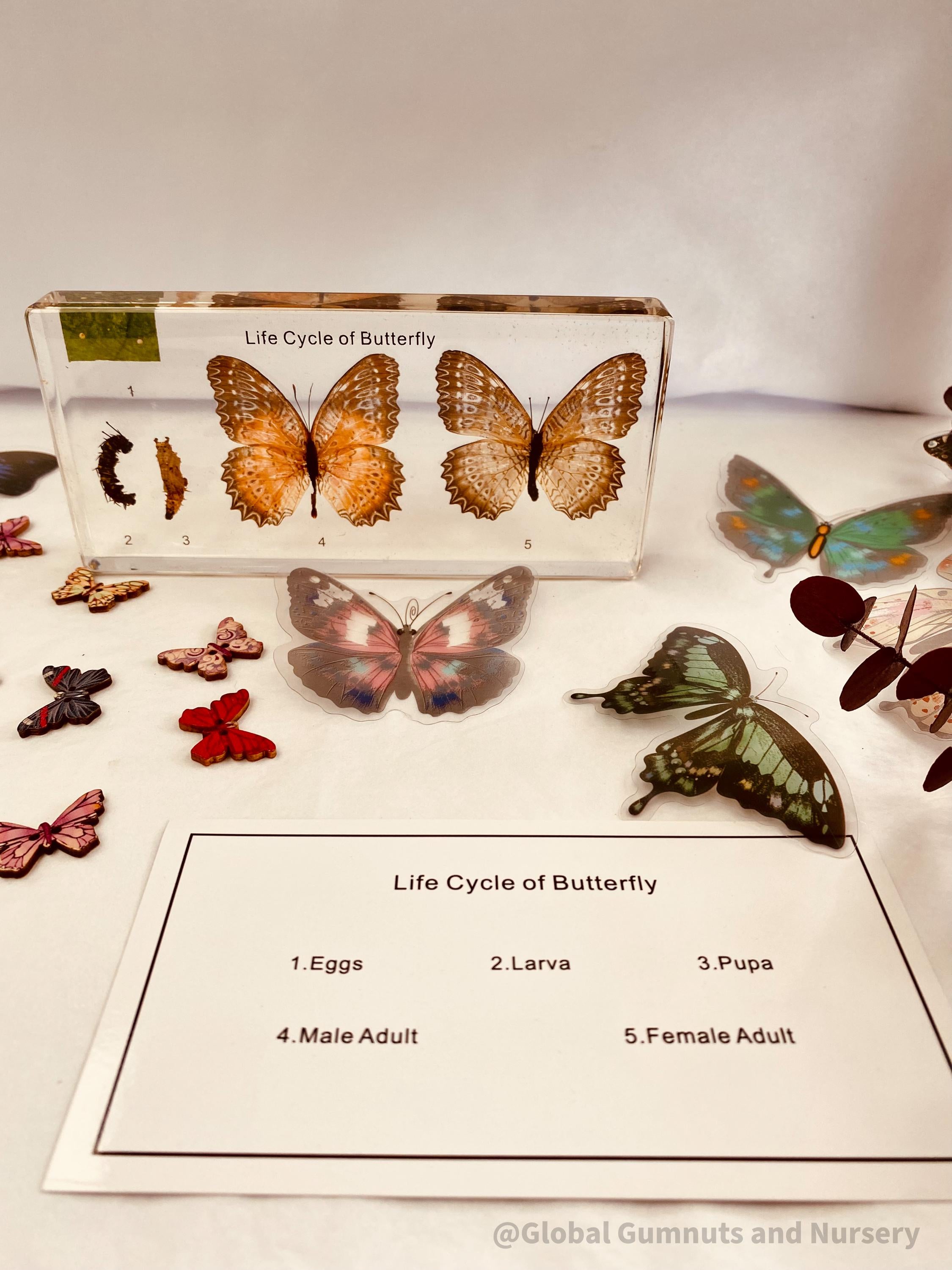 Butterfly Life Cycle Specimen: Resin specimen showing butterfly stages for educational display.