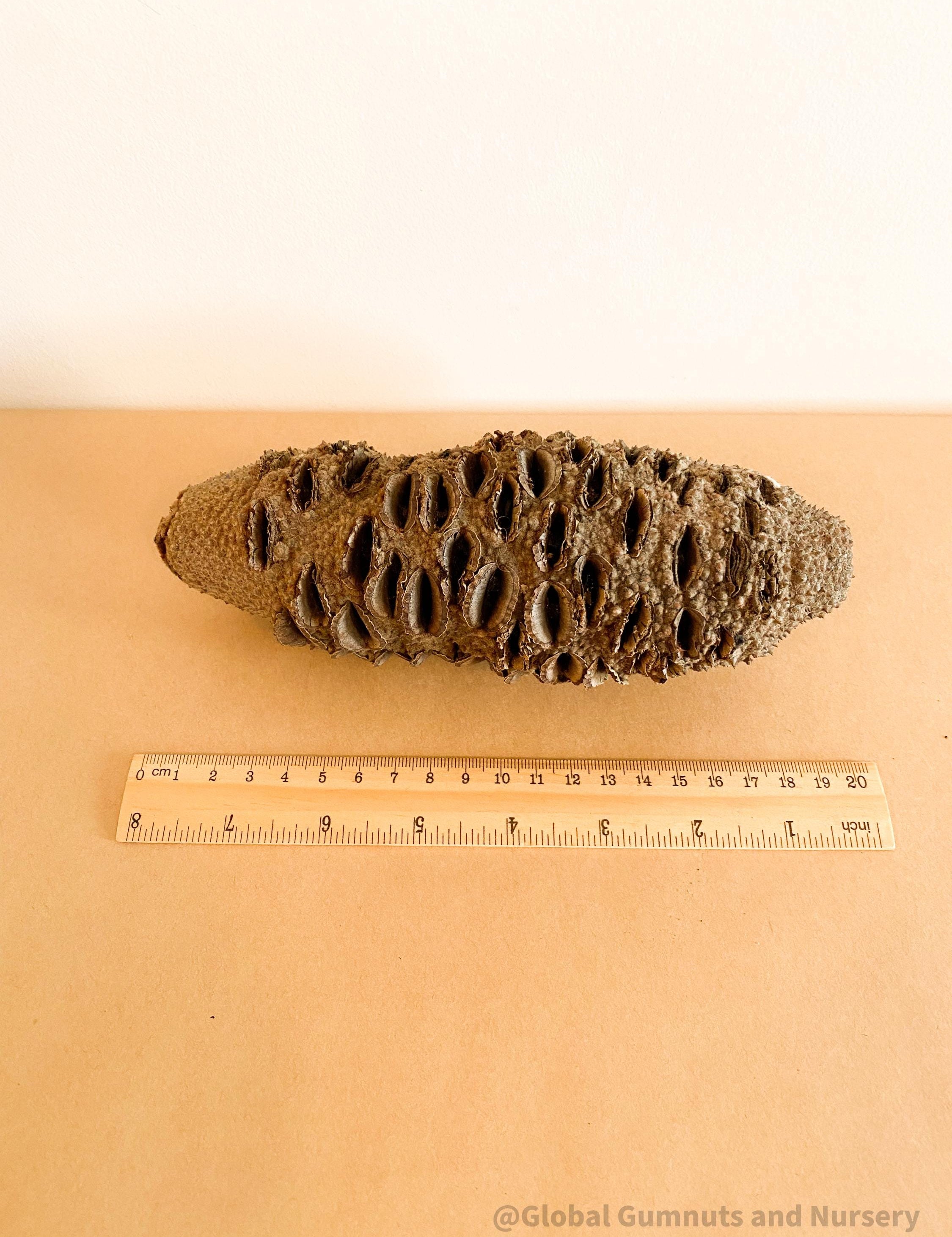 banksia seed: natural seed for crafting, bird feeding, or native decor.
