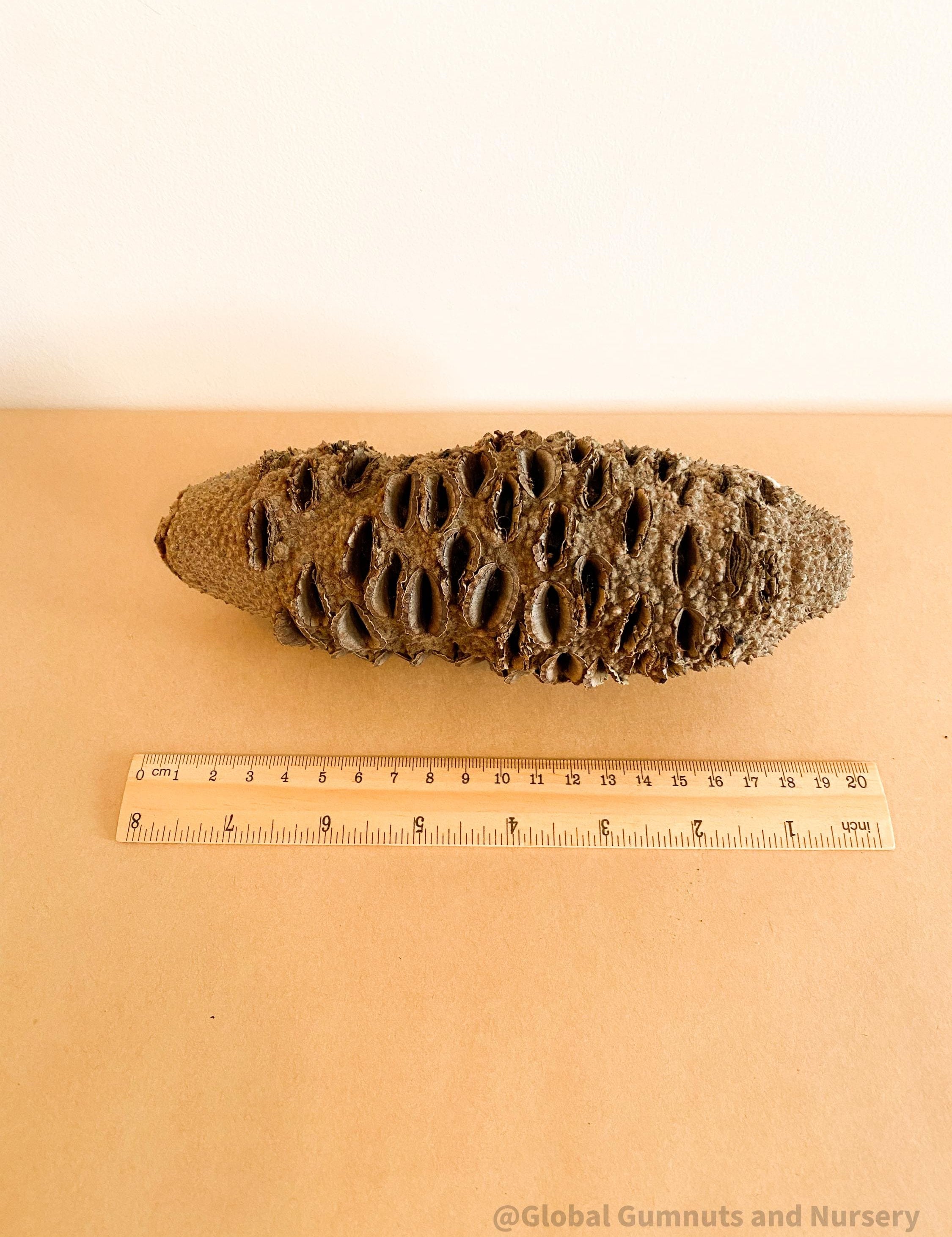 Banksia Seed: Natural seed for crafting, bird feeding, or native decor.