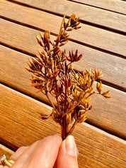 Eucalyptus Mini Floral Bunch: Natural Australian seeds and botanicals for craft and decor.