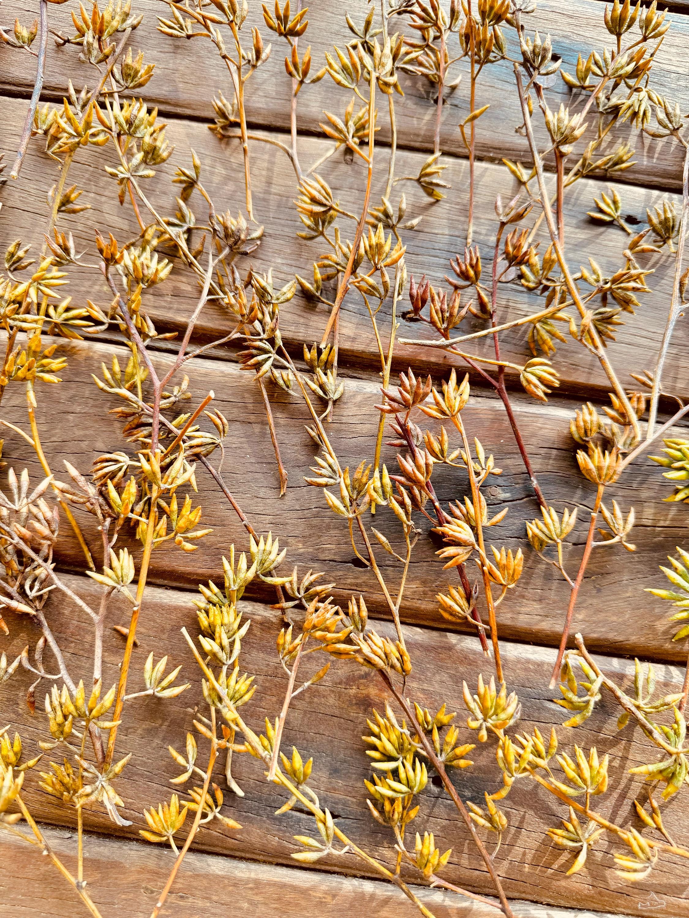 Eucalyptus Mini Floral Bunch: Natural Australian seeds and botanicals for craft and decor.