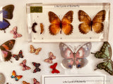 Butterfly Life Cycle Specimen