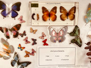 Butterfly Life Cycle Specimen: Resin specimen showing butterfly stages for educational display.