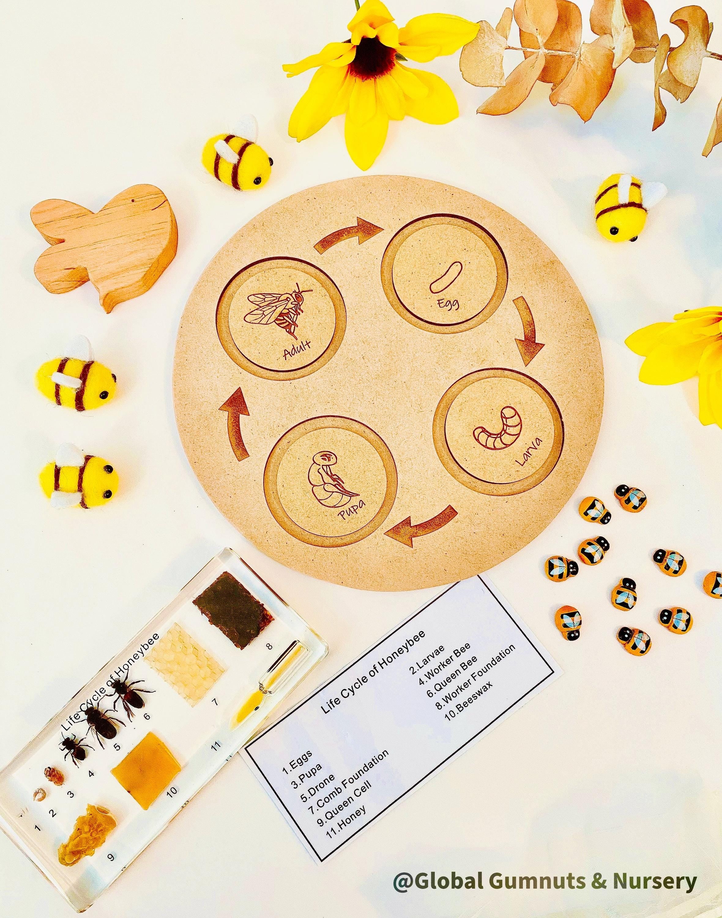 Bee Life Cycle Set: Wooden bee-themed learning set depicting the honeybee’s lifecycle.