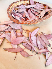 Small sun-kissed gum leaves, dried botanicals for crafts, wedding decor, and sensory play.
