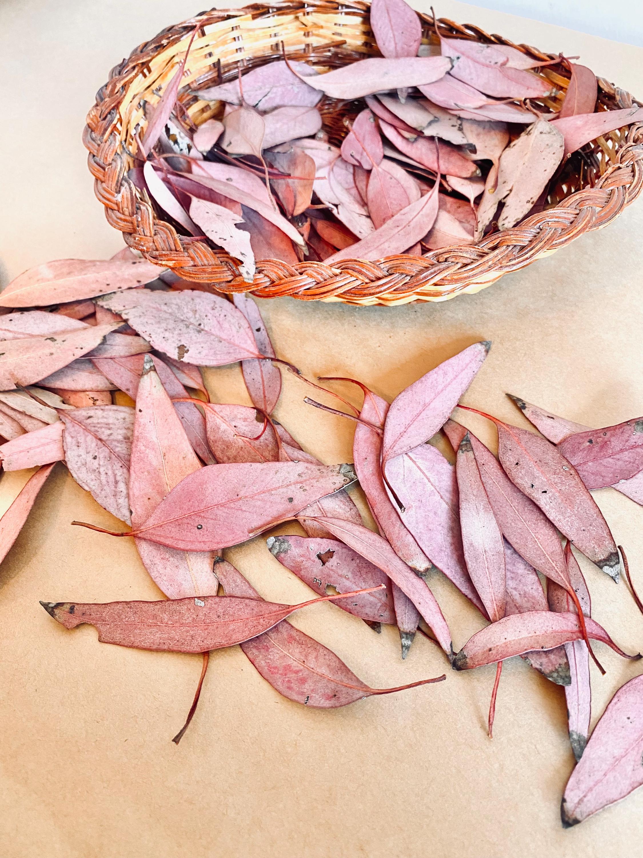 Small sun-kissed gum leaves, dried botanicals for crafts, wedding decor, and sensory play.
